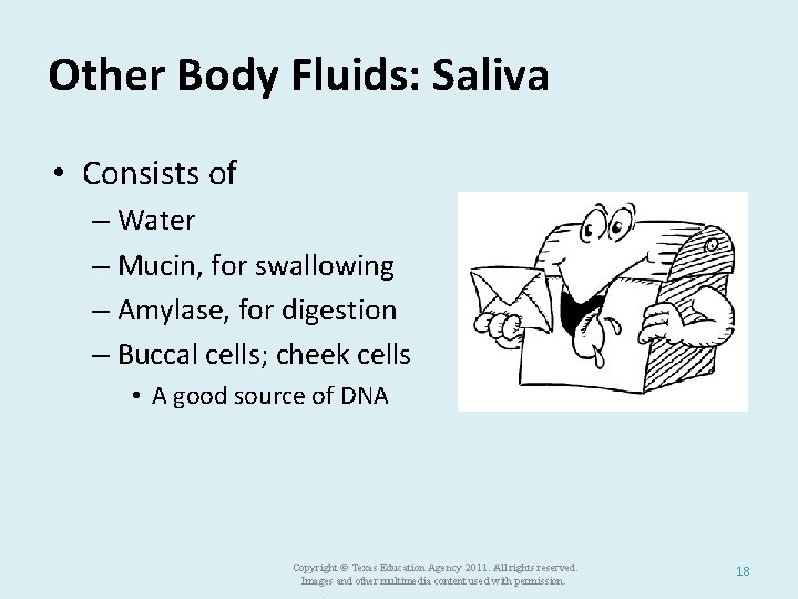 Other Body Fluids: Saliva • Consists of – Water – Mucin, for swallowing –