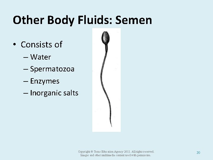 Other Body Fluids: Semen • Consists of – Water – Spermatozoa – Enzymes –