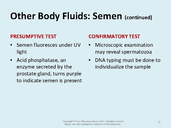 Other Body Fluids: Semen (continued) PRESUMPTIVE TEST CONFIRMATORY TEST • Semen fluoresces under UV
