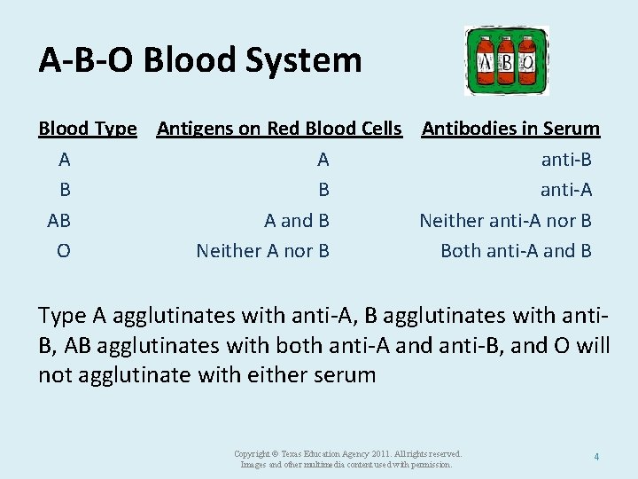 A-B-O Blood System Blood Type Antigens on Red Blood Cells Antibodies in Serum A