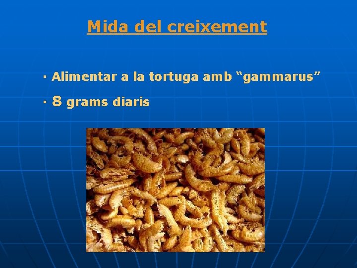 Mida del creixement · Alimentar a la tortuga amb “gammarus” · 8 grams diaris