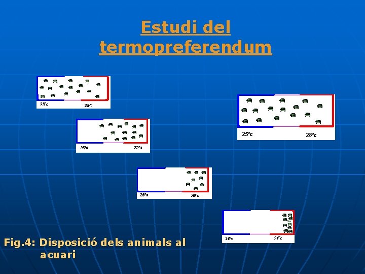 Estudi del termopreferendum Fig. 4: Disposició dels animals al acuari 