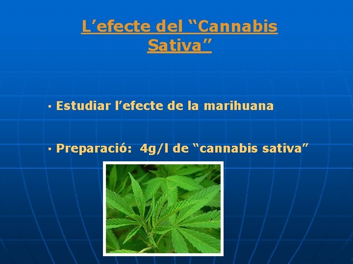 L’efecte del “Cannabis Sativa” · Estudiar l’efecte de la marihuana · Preparació: 4 g/l