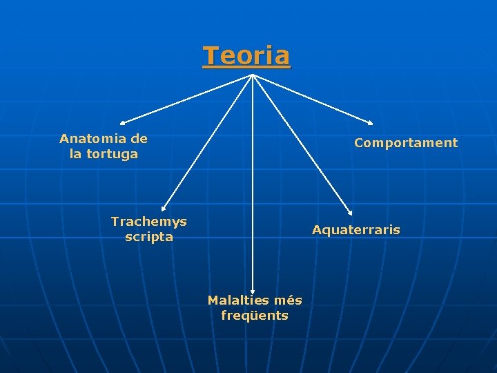 Teoria Anatomia de la tortuga Comportament Trachemys scripta Aquaterraris Malalties més freqüents 