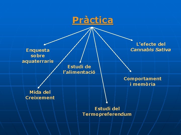 Pràctica L’efecte del Cannabis Sativa Enquesta sobre aquaterraris Estudi de l’alimentació Comportament i memòria