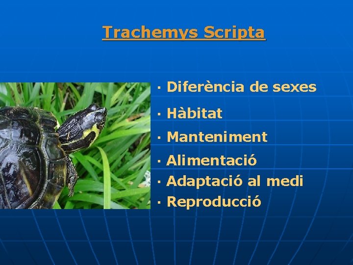Trachemys Scripta · Diferència de sexes · Hàbitat · Manteniment · Alimentació · Adaptació
