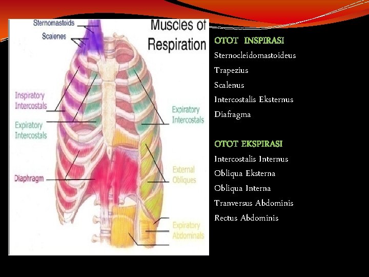 OTOT INSPIRASI Sternocleidomastoideus Trapezius Scalenus Intercostalis Eksternus Diafragma OTOT EKSPIRASI Intercostalis Internus Obliqua Eksterna