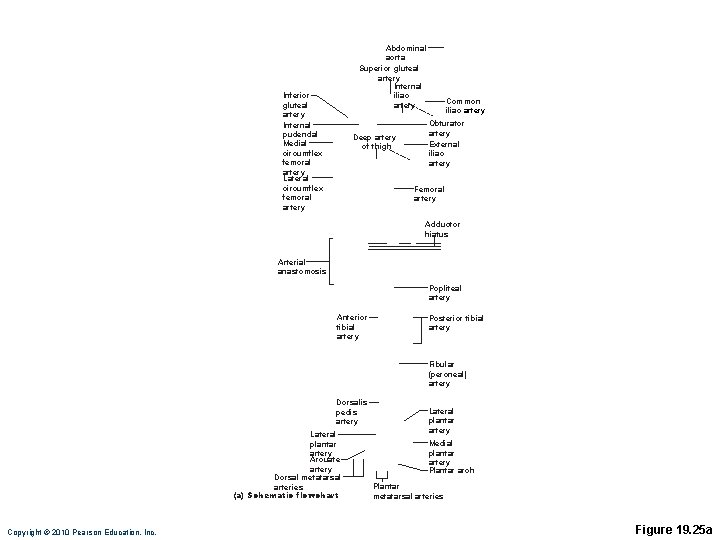 Abdominal aorta Superior gluteal artery Internal iliac artery Inferior gluteal artery Internal pudendal Medial