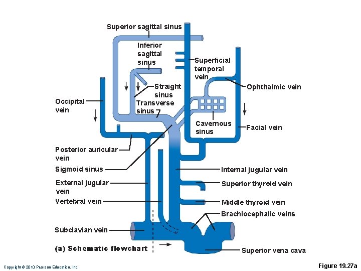Superior sagittal sinus Inferior sagittal sinus Occipital vein Superficial temporal vein Straight sinus Transverse