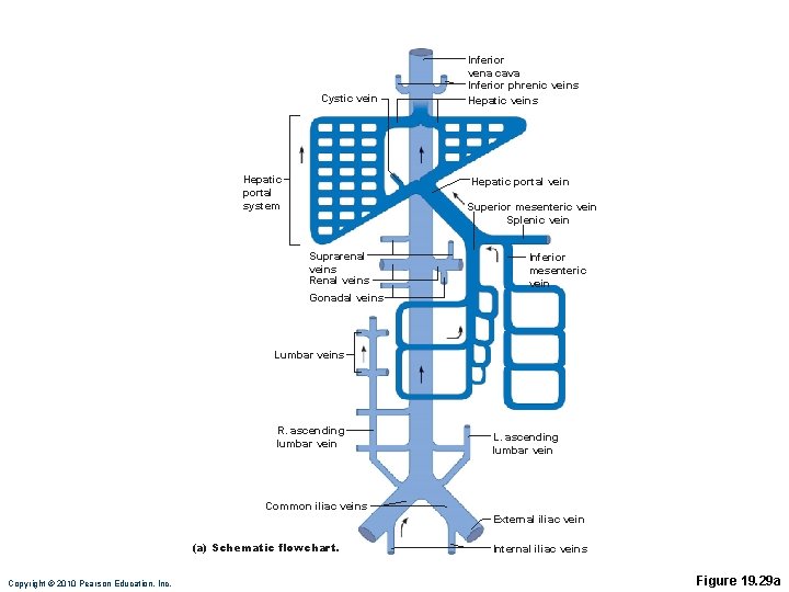 Cystic vein Hepatic portal system Inferior vena cava Inferior phrenic veins Hepatic portal vein