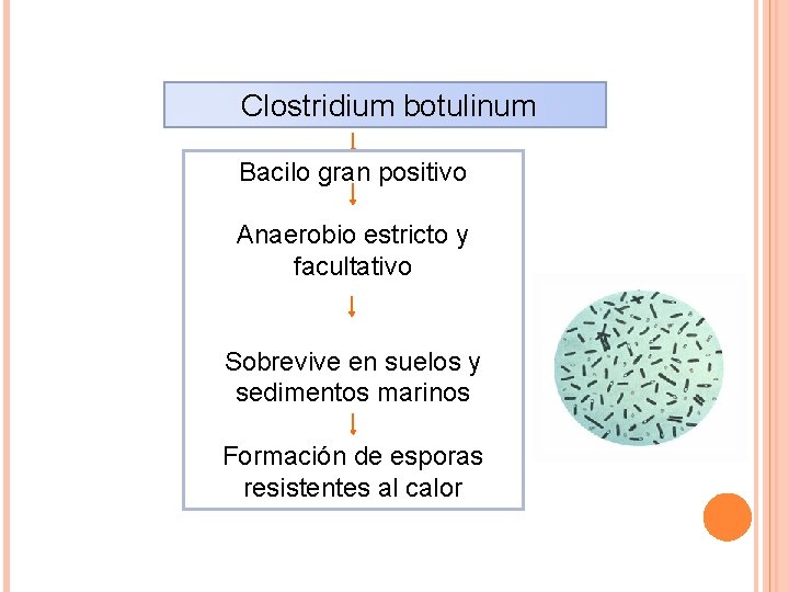  Clostridium botulinum Bacilo gran positivo Anaerobio estricto y facultativo Sobrevive en suelos y