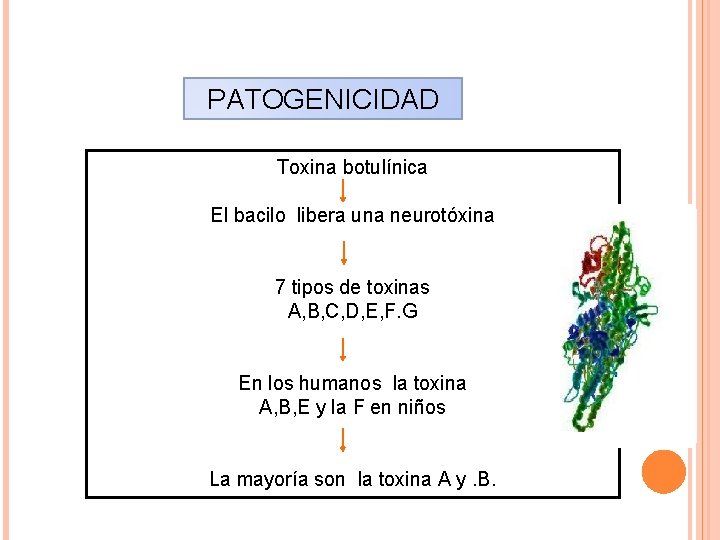 PATOGENICIDAD Toxina botulínica El bacilo libera una neurotóxina 7 tipos de toxinas A, B,