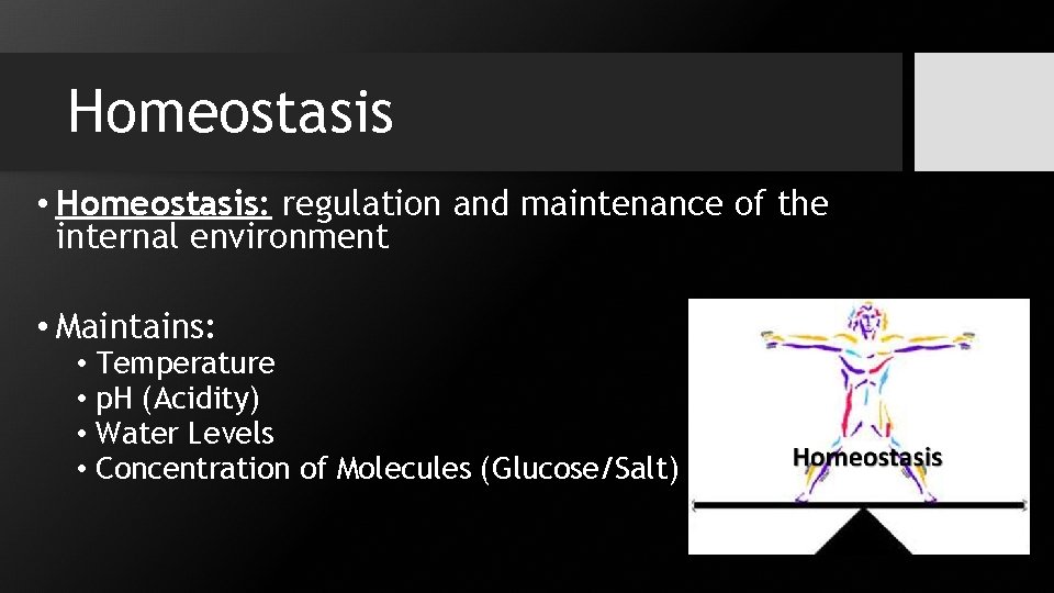 Homeostasis • Homeostasis: regulation and maintenance of the internal environment • Maintains: • Temperature