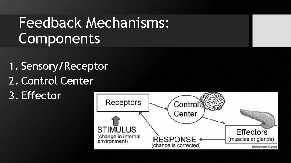 Feedback Mechanisms: Components 1. Sensory/Receptor 2. Control Center 3. Effector 