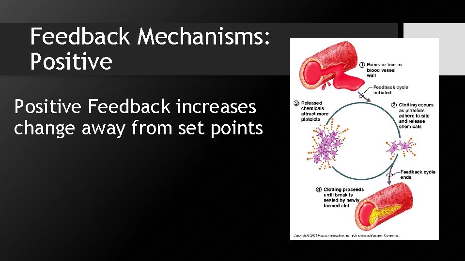 Feedback Mechanisms: Positive Feedback increases change away from set points 