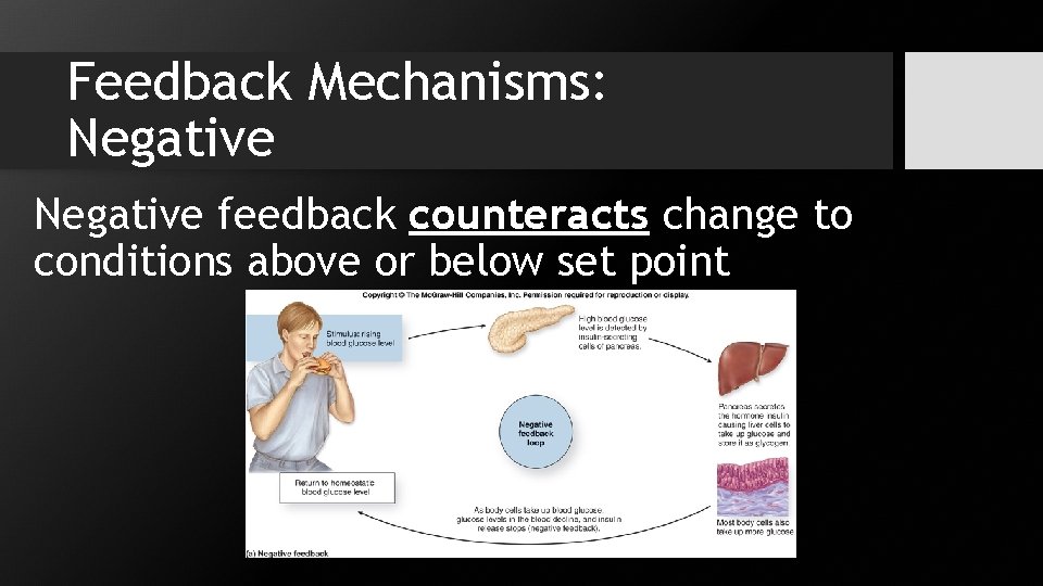 Feedback Mechanisms: Negative feedback counteracts change to conditions above or below set point 