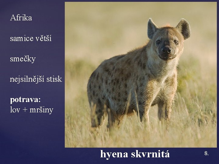 Afrika samice větší smečky nejsilnější stisk potrava: lov + mršiny hyena skvrnitá 8. 