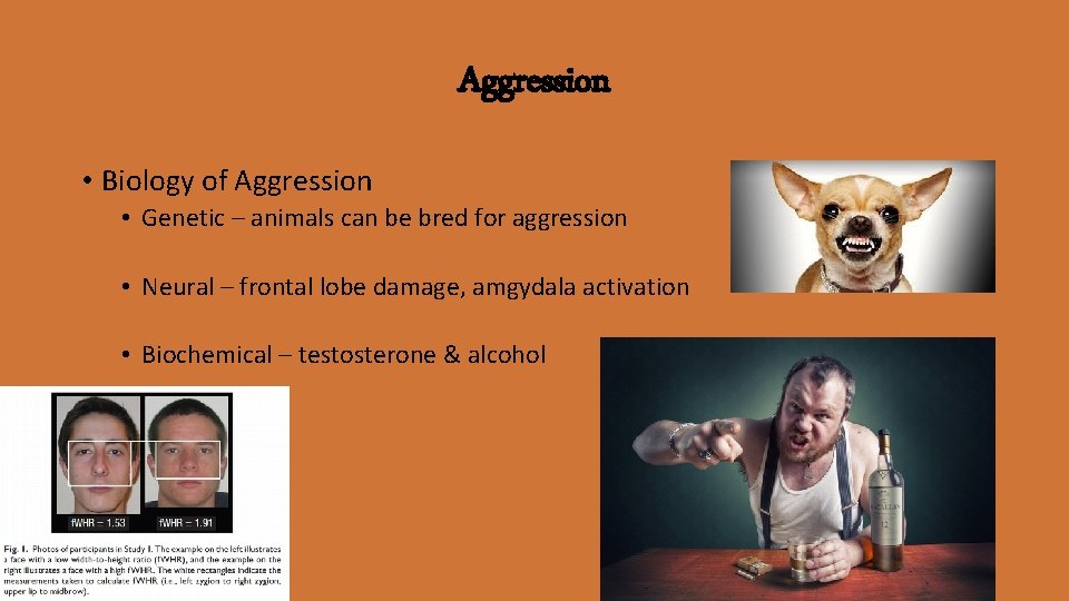 Aggression • Biology of Aggression • Genetic – animals can be bred for aggression