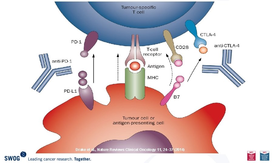 Drake et al. , Nature Reviews Clinical Oncology 11, 24– 37 (2014) 