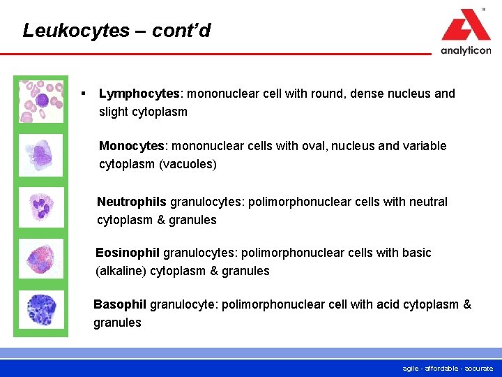 Leukocytes – cont’d § Lymphocytes: mononuclear cell with round, dense nucleus and slight cytoplasm