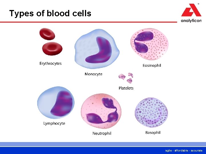 Types of blood cells agile - affordable - accurate 