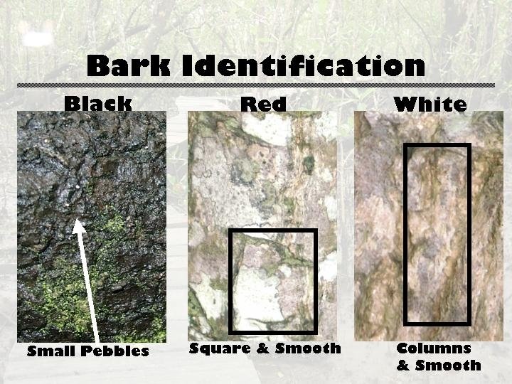 Bark Identification 