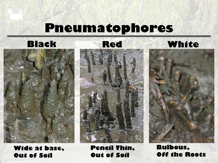 Pneumatophores 