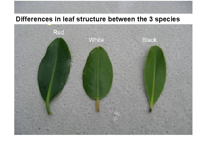 Differences in leaf structure between the 3 species 