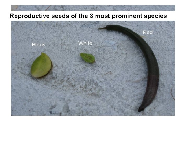 Reproductive seeds of the 3 most prominent species 