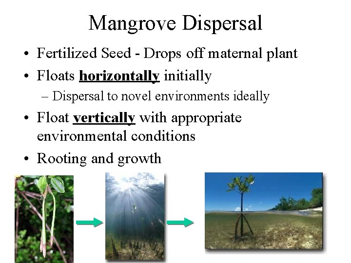 Mangrove Dispersal • Fertilized Seed - Drops off maternal plant • Floats horizontally initially