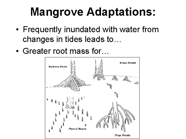 Mangrove Adaptations: • Frequently inundated with water from changes in tides leads to… •