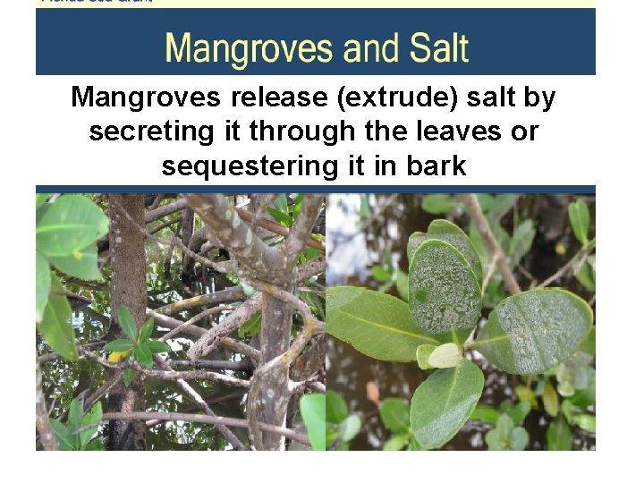 Mangroves release (extrude) salt by secreting it through the leaves or sequestering it in