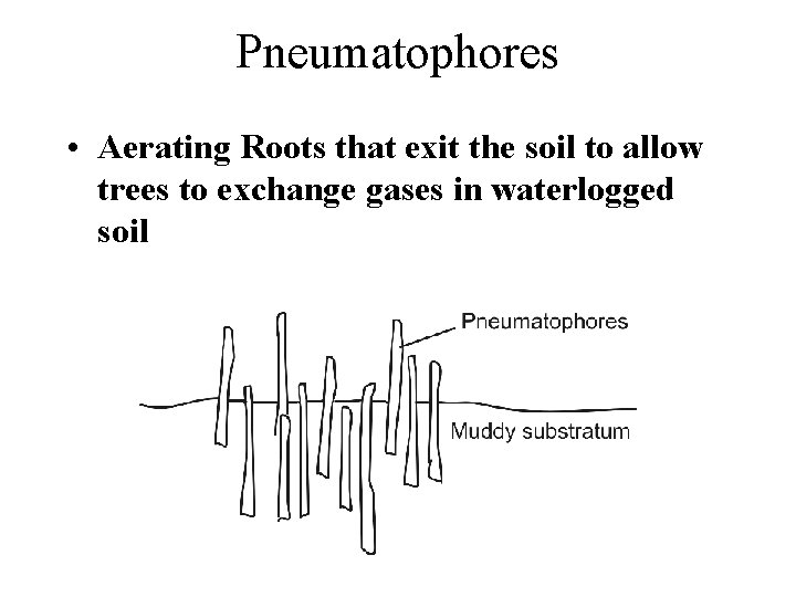 Pneumatophores • Aerating Roots that exit the soil to allow trees to exchange gases