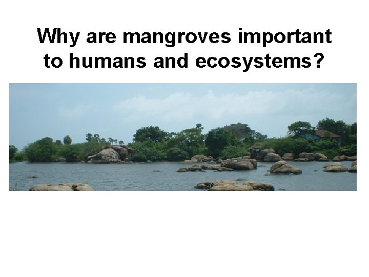 Why are mangroves important to humans and ecosystems? 
