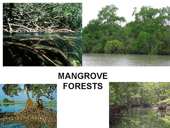 MANGROVE FORESTS 