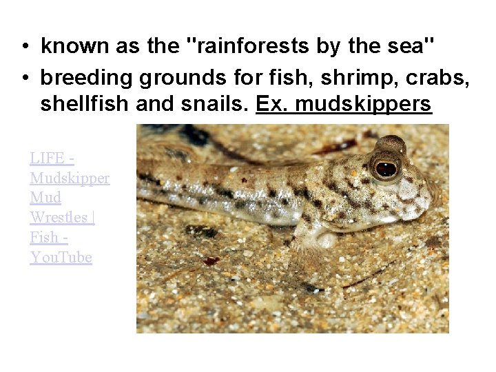  • known as the "rainforests by the sea" • breeding grounds for fish,