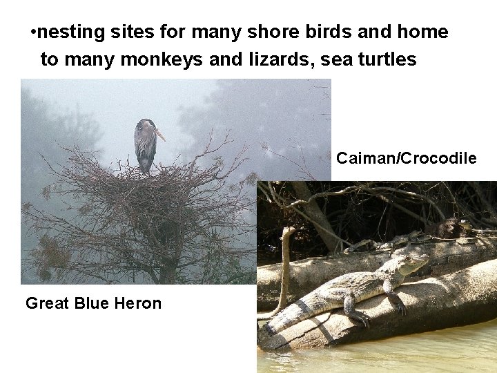  • nesting sites for many shore birds and home to many monkeys and