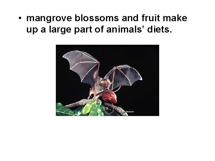  • mangrove blossoms and fruit make up a large part of animals’ diets.