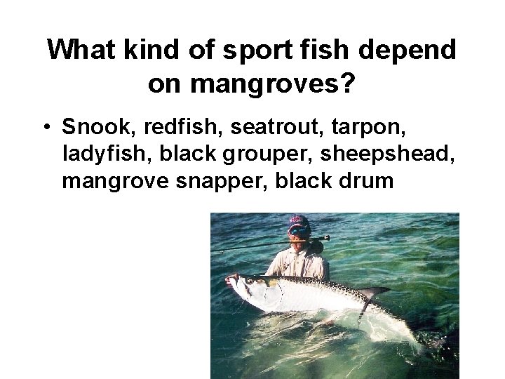 What kind of sport fish depend on mangroves? • Snook, redfish, seatrout, tarpon, ladyfish,