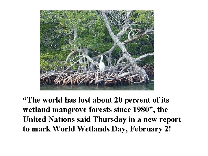 “The world has lost about 20 percent of its wetland mangrove forests since 1980”,