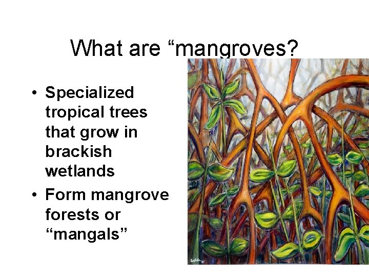 What are “mangroves? • Specialized tropical trees that grow in brackish wetlands • Form