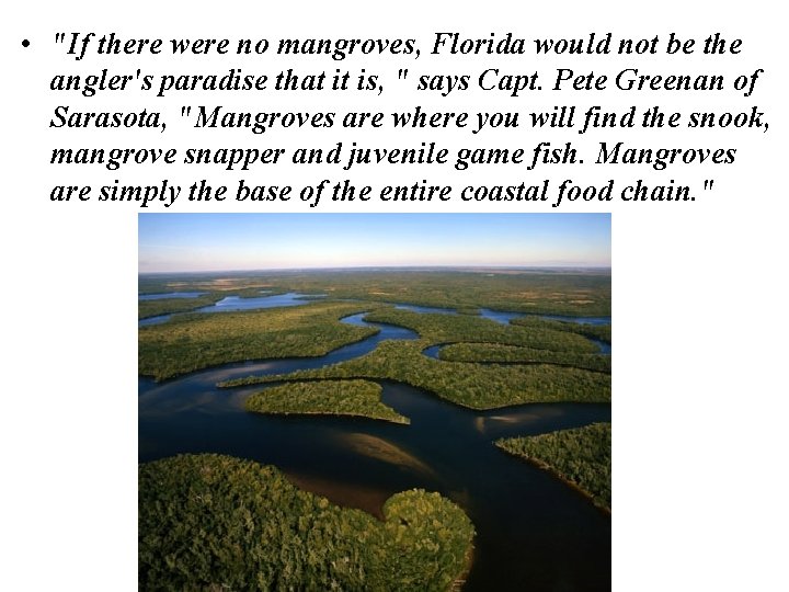  • "If there were no mangroves, Florida would not be the angler's paradise