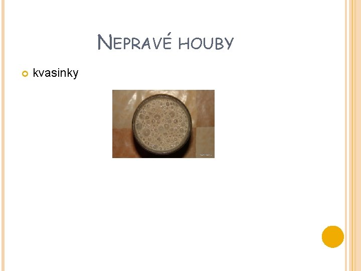 NEPRAVÉ kvasinky HOUBY 