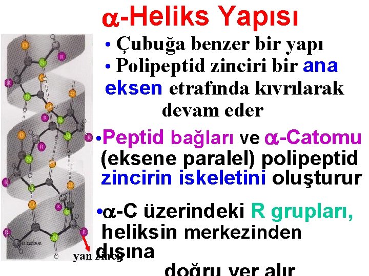  -Heliks Yapısı • Çubuğa benzer bir yapı • Polipeptid zinciri bir ana eksen