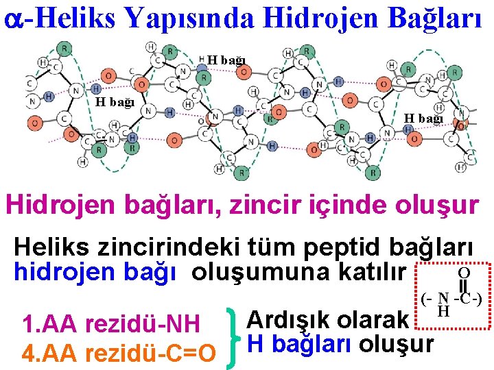  -Heliks Yapısında Hidrojen Bağları H bağı Hidrojen bağları, zincir içinde oluşur Heliks zincirindeki