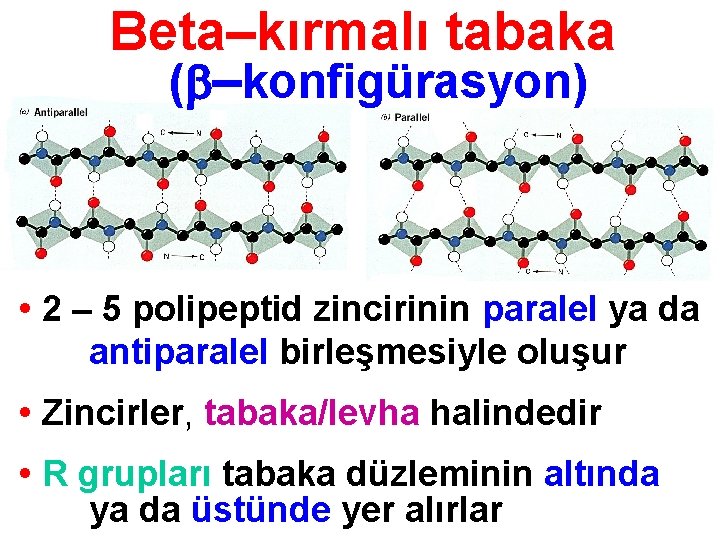 Beta–kırmalı tabaka ( –konfigürasyon) • 2 – 5 polipeptid zincirinin paralel ya da antiparalel