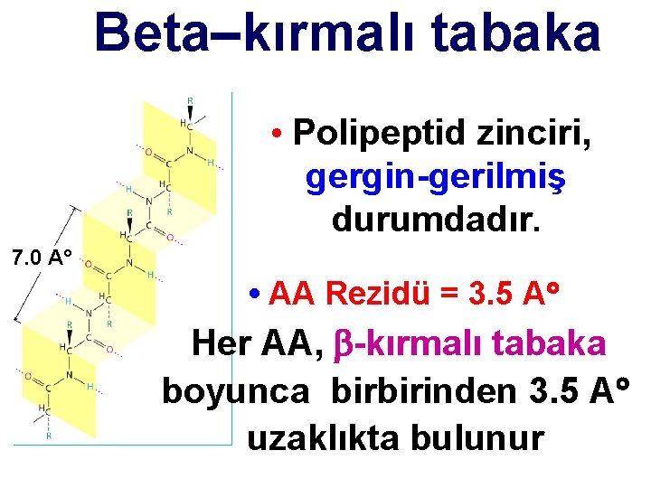 Beta–kırmalı tabaka • Polipeptid zinciri, gergin-gerilmiş durumdadır. 7. 0 A • AA Rezidü =
