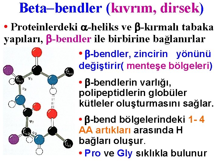 Beta–bendler (kıvrım, dirsek) • Proteinlerdeki -heliks ve -kırmalı tabaka yapıları, -bendler ile birbirine bağlanırlar