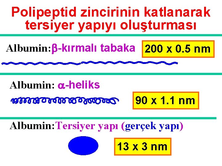 Polipeptid zincirinin katlanarak tersiyer yapıyı oluşturması Albumin: -kırmalı tabaka 200 x 0. 5 nm