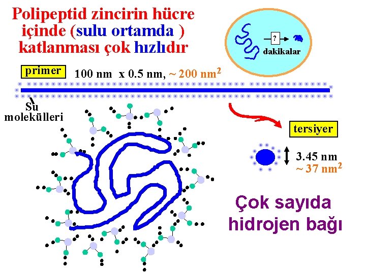 Polipeptid zincirin hücre içinde (sulu ortamda ) katlanması çok hızlıdır primer Su molekülleri ?